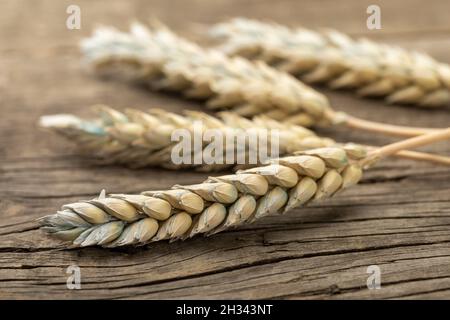 Wheat spikelets on wooden boards. Bad or spoiled wheat Stock Photo