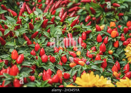 Chili Peppers Plants with red pepper fruits. Colorful species of the plant genus Capsicum peppers Stock Photo