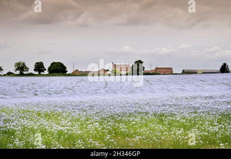 Flax fields in the Vale of York at Crayke North Yorkshire Stock Photo