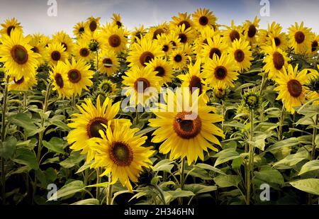 Sunflower field at Sutton on the Forest York North Yorkshire Stock Photo