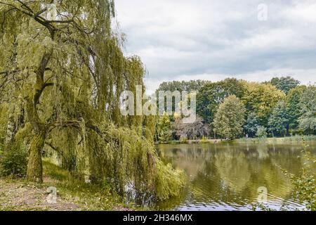 Autumn park landscape. Trees reflect on surface of calm lake in cloudy fall day. Weeping willow in foreground Stock Photo