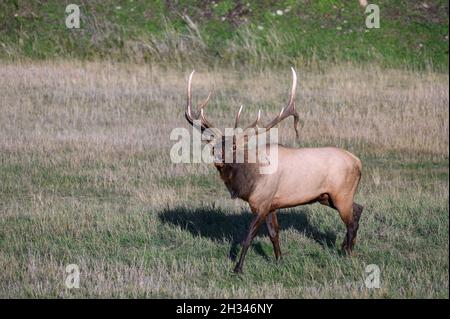 A large majestic bull elk bugling in a meadow Stock Photo