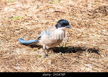 Azure-winged magpie (Cyanopica cyanus) searching for the food on the forest floor