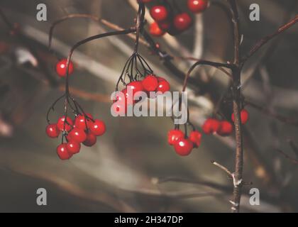 Viburnum tree with ripe red berries on the branches Stock Photo