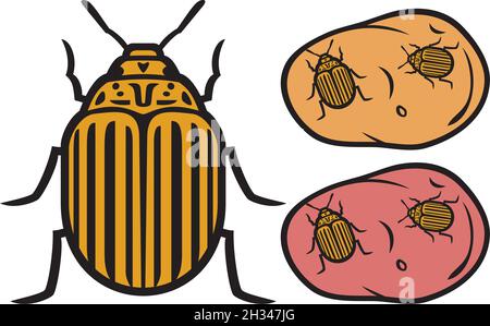 Colorado potato beetle vector illustration Stock Vector
