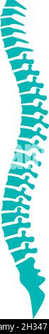 Human spine vector illustration Stock Vector
