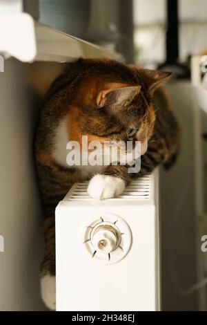 Fluffy cat lying on warm radiator battery. Multi colored kitty feel comfortable sleep on hot heater Stock Photo