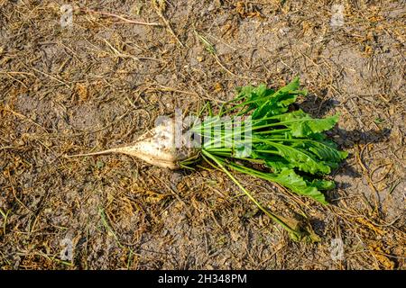 sugar beet at field Stock Photo