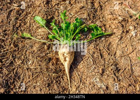 sugar beet at field Stock Photo