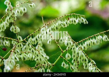 Japanese knotweed growing along a forest trail. Stock Photo