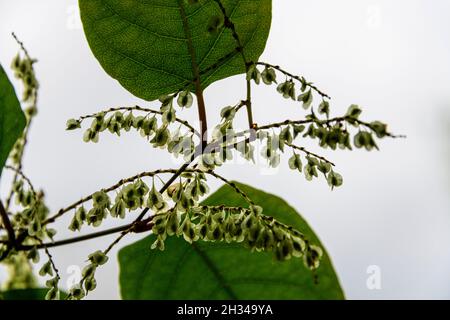 Japanese knotweed growing along a forest trail. Stock Photo