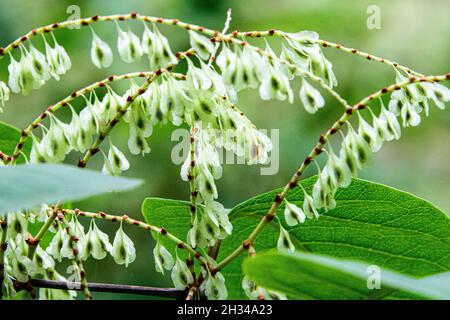 Japanese knotweed growing along a forest trail. Stock Photo