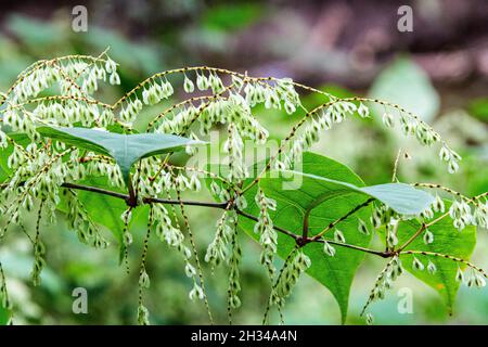 Japanese knotweed growing along a forest trail. Stock Photo