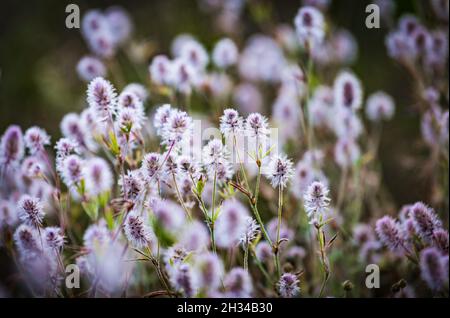 Wild blooming Trifolium arvense flowers, commonly known as hares-foot clover, rabbitfoot clover, stone clover or oldfield clover, flowering plant in t Stock Photo