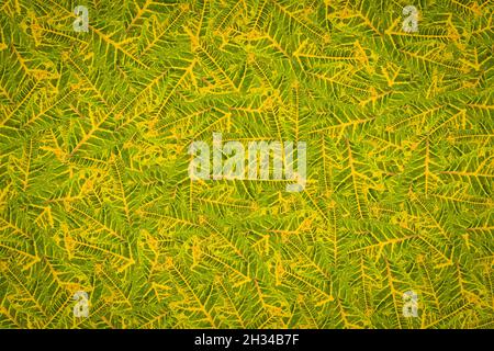 Fruit pattern background plant clothes pattern Stock Photo