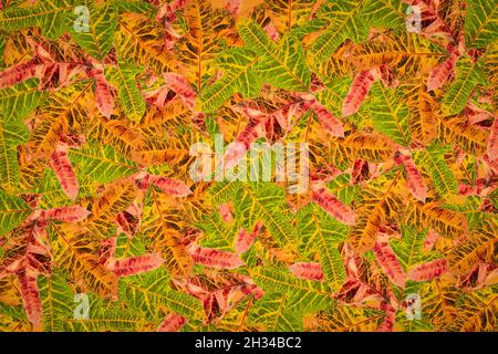 Fruit pattern background plant clothes pattern Stock Photo