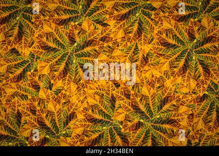 Fruit pattern background plant clothes pattern Stock Photo