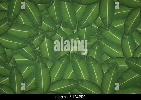Fruit pattern background plant clothes pattern Stock Photo