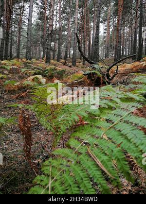 A vertical shot of tall trees in a snowy forest Stock Photo - Alamy