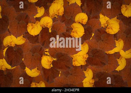 Fruit pattern background plant clothes pattern Stock Photo
