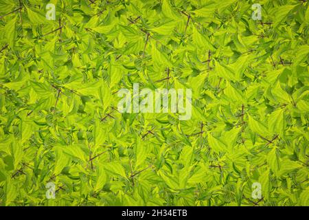 Fruit pattern background plant clothes pattern Stock Photo