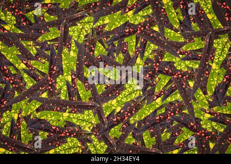 Fruit pattern background plant clothes pattern Stock Photo