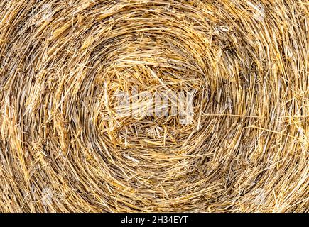 Close up of large round cylindrical straw or hay bale . Straw used as biofuel, biogas, animal feed, construction material. Straw bale background. Stock Photo