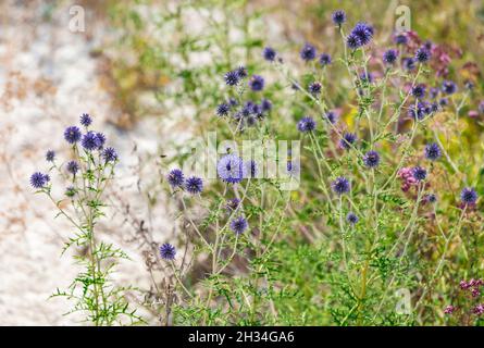 Blue balls flowers of Echinops ritro known as southern globethistle in Ukraine Stock Photo