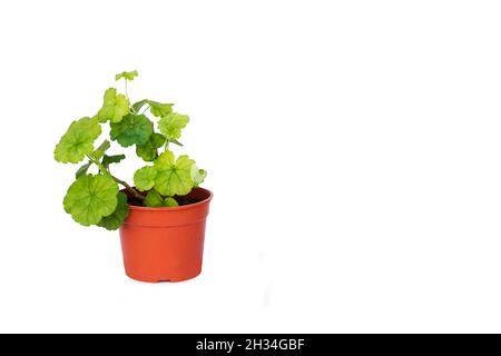 A geranium in a plastic flower pot on a white background Stock Photo