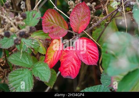 bright red autumnal leaves on a common blackberry, bramble (Rubus fruticosus) growing wild on Salisbury Plain, Wiltshire Stock Photo