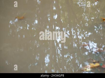 a reflection of woodland  pine and fir trees in a still water pool Stock Photo