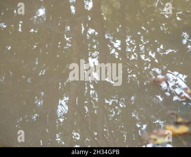 a reflection of woodland  pine and fir trees in a still water pool Stock Photo