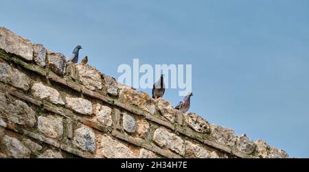 Groups of pigeon and birds standing on old and ancient wall made of red bricks in iznik city walls Stock Photo