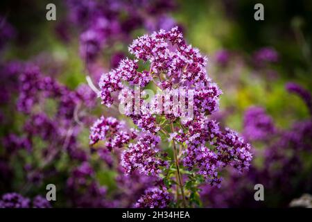 Purple flowers of culinary and medicinal herb Oregano (Origanum vulgare) in the meadow Stock Photo