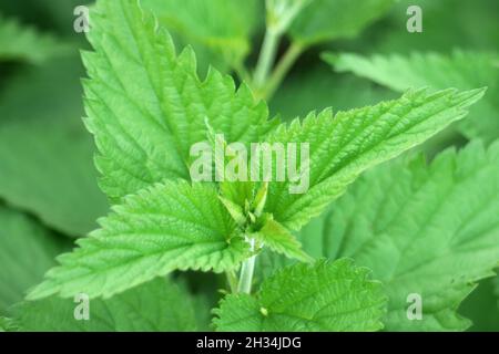 Bush of young, useful, stinging nettles in the field Stock Photo