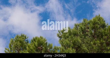 background banner with beautiful green pine tree against blue cloudy summer sky, copy space Stock Photo