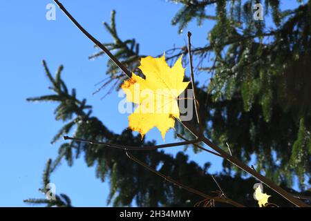 Gelbes Herbstlaub eines Ahornbaumes im Salzkammergut, Oberösterreich, Europa - Yellow autumn leaves of a maple tree in the Salzkammergut, Upper Austri Stock Photo