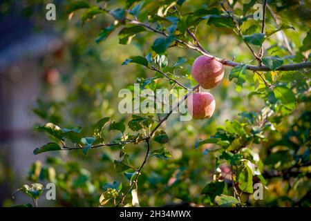 ripe and colorful apples ready for harvesting Stock Photo