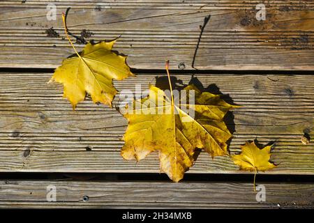 Gelbes Herbstlaub eines Ahornbaumes im Salzkammergut, Oberösterreich, Europa - Yellow autumn leaves of a maple tree in the Salzkammergut, Upper Austri Stock Photo
