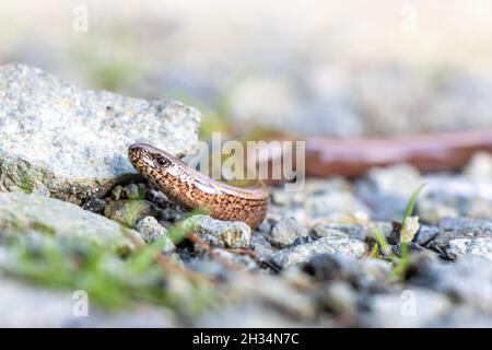 Snake (Anguis fragilis) crawling on a stone path in the forest, close up view. Stock Photo