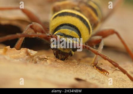Closeup on a female of the colorful and rare longhorn beetle, Plagionotus detritus Stock Photo