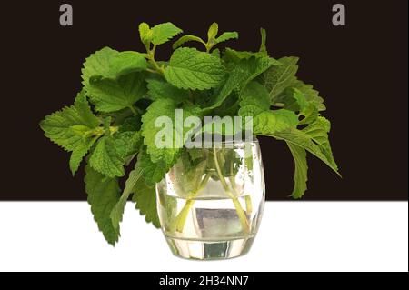Melissa officinalis, lemon balm leaves with stems in a transparent glass vase, brown background Stock Photo