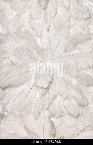 White background of ostrich feathers, aerial panel, vertical image. Stock Photo