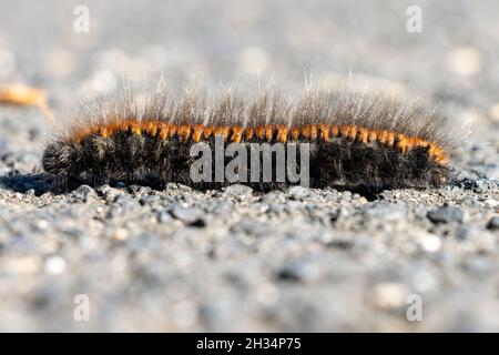 The caterpillar of the fox moth - Macrothylacia rubi, crawls on the road Stock Photo