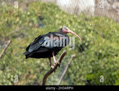 The northern bald ibis, hermit ibis, or waldrapp (Geronticus eremita) on a dry branch Stock Photo