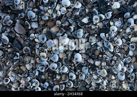 Shells on a stone beach on the Rhine River Stock Photo