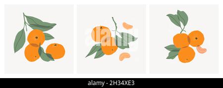 Set of decorative still lifes with tangerines. Hand drawing mandarin slices, twigs and leaves. Ideal for print, posters, postcards, design creation Stock Vector