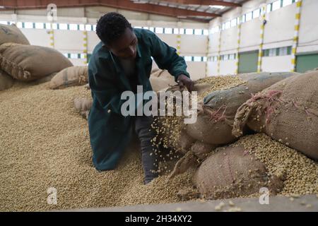 Addis Ababa, Ethiopia. 21st Oct, 2021. An employee of Kerchanshe Trading Private Limited Company (PLC) works with coffee beans at a coffee processing plant in Addis Ababa, Ethiopia, on Oct. 21, 2021. Kerchanshe Trading Private Limited Company (PLC), the largest producer and exporter of coffee in Ethiopia, says the upcoming 4th China International Import Expo (CIIE) will create a huge opportunity for coffee-producing and exporting companies. Credit: Michael Tewelde/Xinhua/Alamy Live News Stock Photo