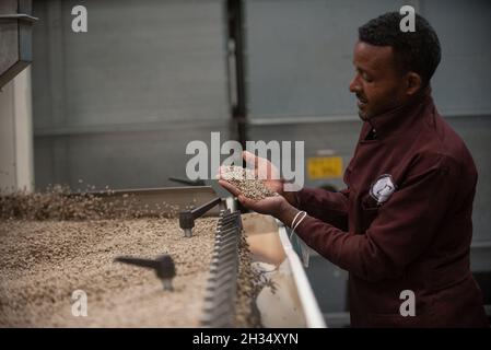 Addis Ababa, Ethiopia. 21st Oct, 2021. An employee of Kerchanshe Trading Private Limited Company (PLC) selects coffee beans at a coffee processing plant in Addis Ababa, Ethiopia, on Oct. 21, 2021. Kerchanshe Trading Private Limited Company (PLC), the largest producer and exporter of coffee in Ethiopia, says the upcoming 4th China International Import Expo (CIIE) will create a huge opportunity for coffee-producing and exporting companies. Credit: Michael Tewelde/Xinhua/Alamy Live News Stock Photo