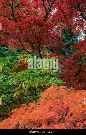 Japanese Maple, Acer palmatum, brilliant with autumn color with a rhododendron in the Seattle Japanese Garden, Seattle, Washington State, USA Stock Photo